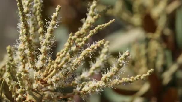 Zöld Virágzó Staminált Racemose Catkin Virágzása Chrysolepis Sempervirens Fagaceae Őshonos — Stock videók