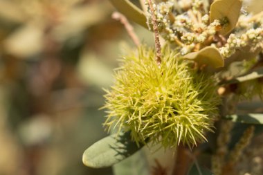 Yeşil dikenli braketlerin anlaşılmaz pistillate racemose catkin inflorescences of Chrysolepis Sempervirens, Fagaceae, San Bernardino Dağları 'nda daimi tek yıllık yerli çalı, Summer.