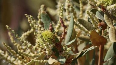 Yeşil dikenli braketlerin anlaşılmaz pistillate racemose catkin inflorescences of Chrysolepis Sempervirens, Fagaceae, San Bernardino Dağları 'nda daimi tek yıllık yerli çalı, Summer.