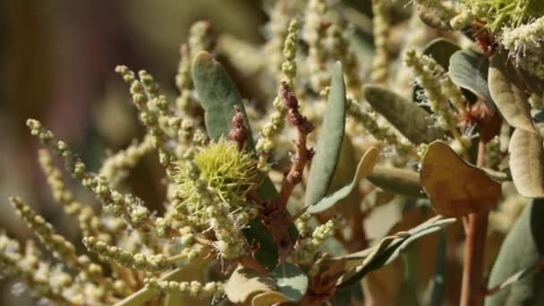 Green Spiny Bracts Obscure Pistillate Racemose Catkin Inflorescences Chrysolepis Sempervirens — Stock Video