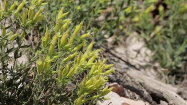 Зеленый Цветок Определяет Соцветия Цима Silene Parishii Caryophyllaceae Местные Многолетние — стоковое видео