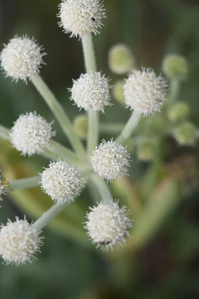 Floração Branca Axilaterminal Determinate Composto Cymose Umbel Inflorescência Riparian Umbellate — Fotografia de Stock