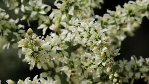 White Flowering Racemose Panicle Inflorescence Veratrum Californicum Melanthiaceae Native Perennial — Vídeos de Stock