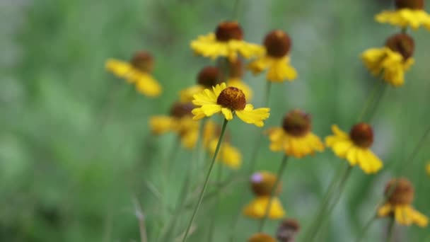 Жовті Ракоподібні Променисті Форми Голови Helenium Bigelovii Asteraceae Родючі Головоногі — стокове відео