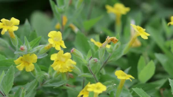 Yellow Flowering Axillary Indeterminate Minor Raceme Inflorescences Erythranthe Moschata Phrymaceae — Stockvideo