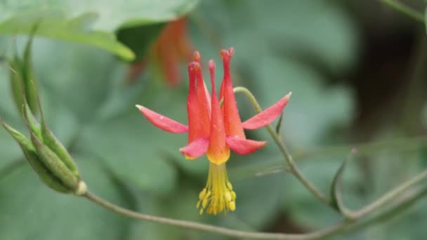 Red Flowering Axillaterminal Determinate Cyme Inflorescence Aquilegia Formosa Ranunculaceae Native — Vídeos de Stock