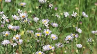 Mor çiçekli terminaldeki belirsiz yarış arabası Batı Dağı Aster, Symphyotrichum Spathulatum, Asteraceae, Carson Dağları 'nda, Sierra Nevada Sıradağları' nda, Yaz mevsiminde, ebediyete kadar devam eden jeomonolojik bitki örtüsü yayıyor..