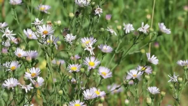 Inflorescence Terminale Pourpre Tête Aster Montagne Symphyotrichum Spathulatum Asteraceae Plante — Video