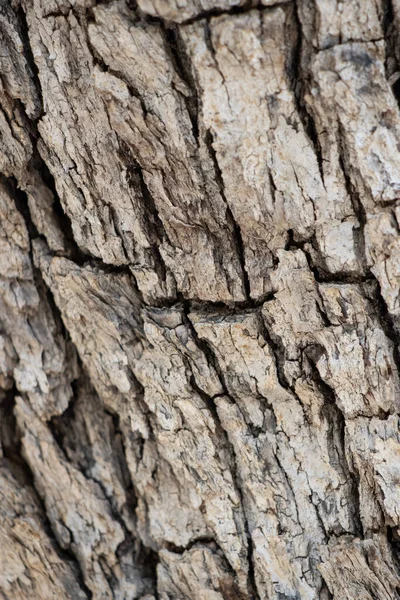 Aging Grey Scaly Furrowed Ridge Bark Quercus Chrysolepis Fagaceae Native — Zdjęcie stockowe