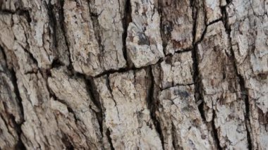 Quercus Chrysolepis Fagaceae 'nin yaşlı pullu kabuğu, San Jacinto Dağları, Yarımada Dağları, Yaz mevsiminde her daim yemyeşil ağaç çalısı..