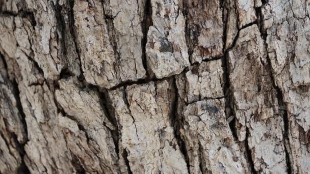 Corteza Surcada Escamosa Gris Envejecida Quercus Chrysolepis Fagaceae Arbusto Arborescente — Vídeo de stock