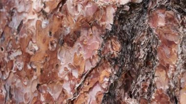 Pinus Ponderosa 'nın yaşlanan kırmızı ve kahverengi pullu sırtı kabuğu, Pinaceae, San Jacinto Dağları, Yarımada Dağları, Yaz.