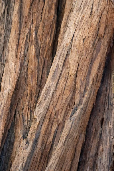 Envelhecimento Marrom Esfoliante Casca Sulcada Cume Calocedrus Decurrens Cupressaceae Árvore — Fotografia de Stock