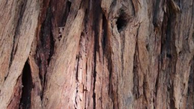 Aging brown exfoliating furrowed ridge bark of Calocedrus Decurrens, Cupressaceae, native perennial monoecious evergreen tree in the San Jacinto Mountains, Peninsular Ranges, Summer.