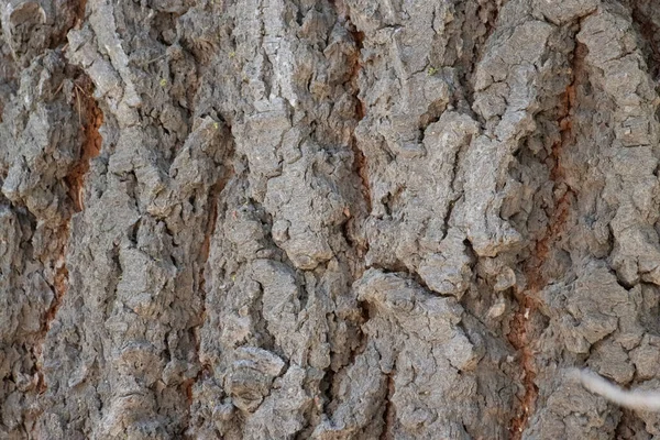Aging Gray Scaly Furrowed Ridge Bark Aromatic Fir Abies Concolor — Foto Stock