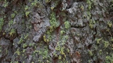 Aromatik firavun, Abies Concolor, Pinaceae 'nin yaşlı pullu kabuğu, Carson Dağları' nda, Sierra Nevada Dağları 'nda, Yaz mevsiminde, her daim yemyeşil ağaç..