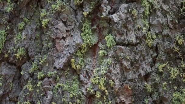 Aging Gray Scaly Furrowed Ridge Bark Aromatic Fir Abies Concolor — Stockvideo