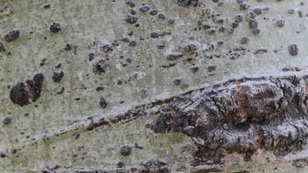 Gray Green Smooth Black Scarred Bark Floating Aspen Populus Tremuloides — Vídeo de Stock