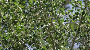 Sierra Nevada Dağları 'ndaki yerel poligamodiyonik yaprak ağacı, Summer, Suda yüzen Aspen, Populus Tremuloides, Salicaceae' nin sertçe marjinlenmiş glabröz ovat yaprakları kıvrımsız yeşil, distakut proksimal subkorat..