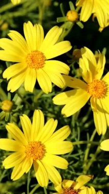 Sarı çiçekli, belirsiz yarış pisti Leptosyne Gigantea, Asteraceae 'nin baş cilt bakımı, Santa Monica Dağları, Kış.