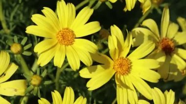 Sarı çiçekli, belirsiz yarış pisti Leptosyne Gigantea, Asteraceae 'nin baş cilt bakımı, Santa Monica Dağları, Kış.