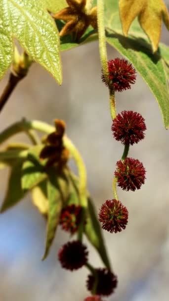 Flor Roja Pistilado Racemosa Cabeza Inflorescencias Platanus Racemosa Platanaceae Árbol — Vídeo de stock