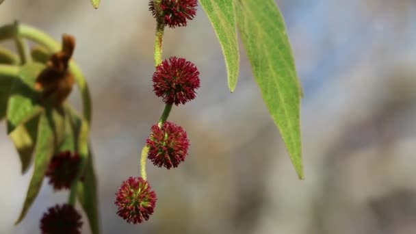 Rot Blühende Blütenstände Von Platanus Racemosa Platanaceae Einem Mehrjährigen Einhäusigen — Stockvideo