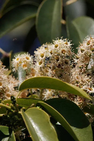 Fleur Blanche Axillaterminale Inflorescences Racèmes Indéterminées Île Channel Cerisier Prunus — Photo