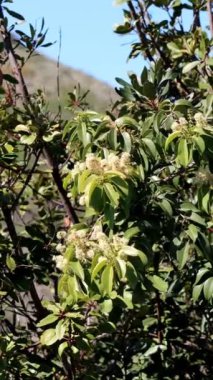 Beyaz çiçekli aksillateral yarış yarışları Channel Island Cherry 'nin cilt bakımı, Prunus Ilicifolia alt türü Lyonii, Rosaceae, San Diego County Sahili, Kış.