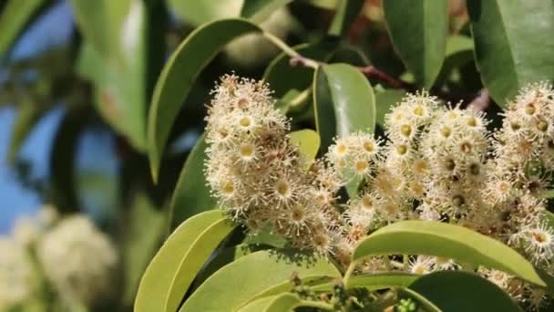 Weiß Blühende Axillaterale Unbestimmte Raceme Blütenstände Der Kanalinselkirsche Prunus Ilicifolia — Stockvideo