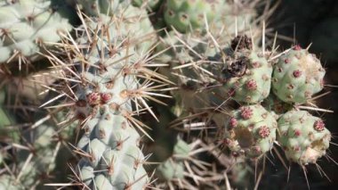 Kıyı Cholla, Cylindropuntia Prolifera, Cactaceae, San Diego County, Güney Kaliforniya, Kış ayları 'ndaki daimi tek yıllı yerli çalıların yanında küçük, geçici kırmızı et doğrusal yapraklar..
