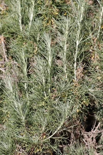 대체적으로 원거리적으로 원거리적으로 반란은 Coastal Sagbrebriform 아르테 Artemisia Calinabica Asteraceae — 스톡 사진