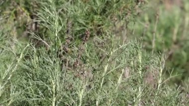 Alternatif basit alternatif olarak dar, proksiyotik, yuvarlak, üçlü lokal filiform yaprakları, Kıyı Sagebrush, Artemisia Californica, Asteraceae, San Diego İlçesi 'nde yerel jimnastik yaprak döküntüsü, Kış
