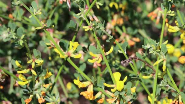 Жовтий Квітучий Аксілярій Невизначене Зараження Рацемозою Deerbroom Acmispon Glaber Fabaceae — стокове відео