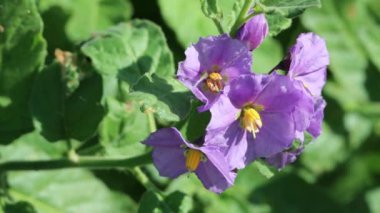 Mavi Cadı İtüzümü 'nün Mor çiçekli aksoniyal belirleyici sikloz sümbülü Nightshade, Solanum Umbelliferum, Solanaceae, Güney Santa Monica Dağları, Enine Sıralar, Kış.