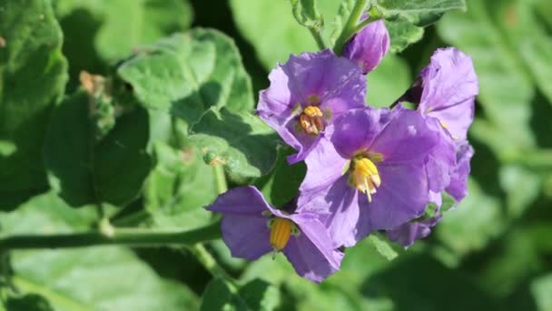 Purple Flowering Axillaterminal Determinate Cymose Umbel Inflorescences Blue Witch Nightshade — Stockvideo