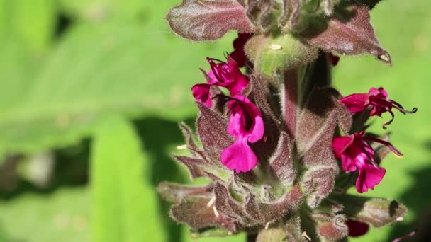 Pink Flowering Axillaterminal Determinate Cymose Head Inflorescences Hummingbird Sage Salvia — Vídeos de Stock