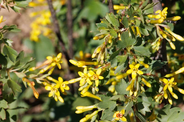 Yellow Flowering Axillaterminal Indeterminate Raceme Inflorescences Golden Currant Ribes Aureum — Stock Photo, Image