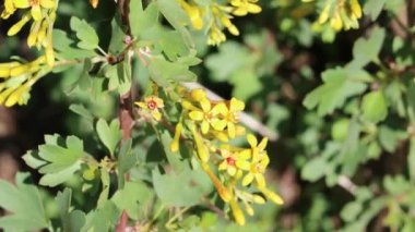 Yellow flowering axillaterminal indeterminate raceme inflorescences of Golden Currant, Ribes Aureum, Grossulariaceae, native perennial monoclinous deciduous shrub in the Santa Monica Mountains, Transverse Ranges, Winter.