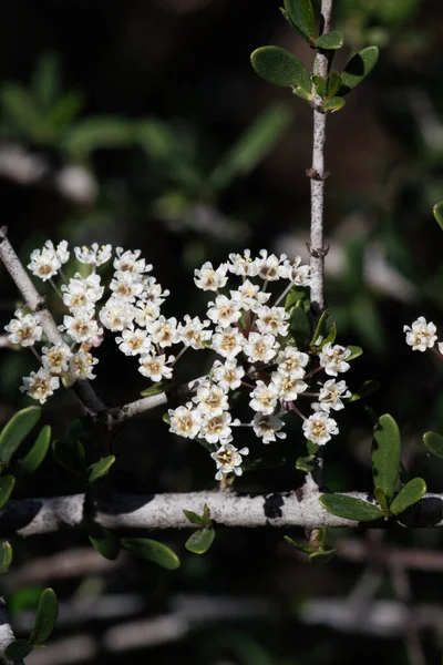 Fleur Blanche Axillaterminale Déterminée Inflorescences Ombelles Cymeuses Wedgeleaf Buckbrush Ceanothus — Photo