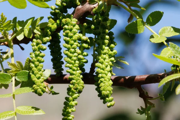 Green Flowering Axillary Indeterminate Staminate Racemose Catkin Inflorescences Southern Black — 스톡 사진