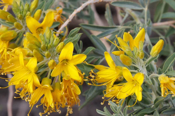 Yellow Flowering Terminal Indeterminate Raceme Inflorescences Southern Pod Spiderflower Peritoma — Stock Photo, Image