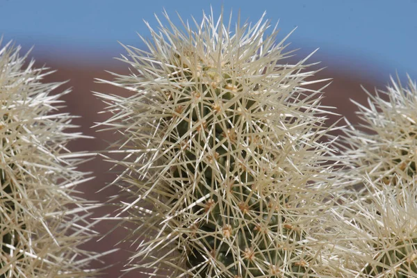 Tan Sheathed Densely Overlapping Spines Protrude Heavily Obscured Trichomatic Glochidiate — Stockfoto