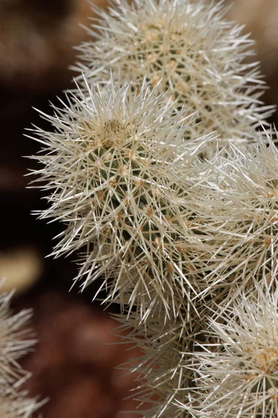 Tan Sheathed Densely Overlapping Spines Protrude Heavily Obscured Trichomatic Glochidiate — Stockfoto