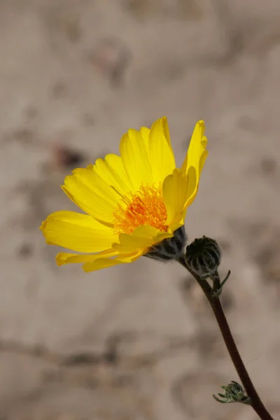 Gelb Blühende Endständige Unbestimmte Traubenblüten Strahlen Kopfblütenstand Von Desert Sunflower — Stockfoto