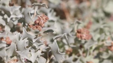 Kırmızı çiçekli axillaterminal, çöl Holly, Atriplex Hymenelytra, Amaranthaceae, Ölüm Vadisi 'nde, Kuzey Mojave Çölü, İlkbahar aylarında, her daim yemyeşil olan yerli bitki örtüsünü belirler..