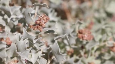 Red flowering axillaterminal determinate staminate cymose head inflorescences of Desert Holly, Atriplex Hymenelytra, Amaranthaceae, native perennial dioecious evergreen shrub in Death Valley, Northern Mojave Desert, Springtime.