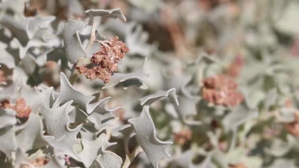 Red Flowering Axillaterminal Determinate Staminate Cymose Head Inflorescences Desert Holly — Vídeo de Stock