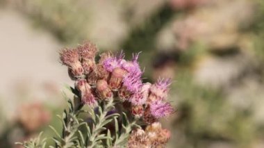 Pink flowering terminal indeterminate racemose disciform head inflorescences of Arrow Bush, Pluchea Sericea, Asteraceae, native perennial monoecious evergreen shrub in Death Valley, Northern Mojave Desert, Springtime.