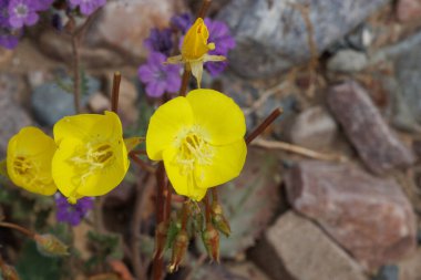 Yellow flowering indeterminate raceme inflorescence of Mojave Suncup, Chylismia Brevipes, Onagraceae, native annual monoclinous herb in Death Valley, Northern Mojave Desert, Springtime.